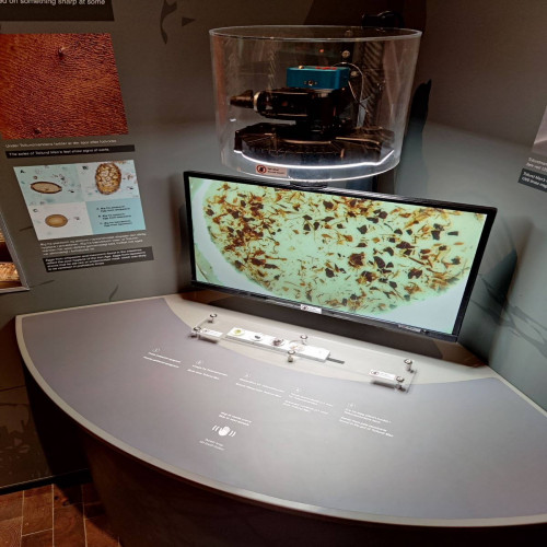 Interactive Imagination - Tollund Man Microscope – Silkeborg Museum
